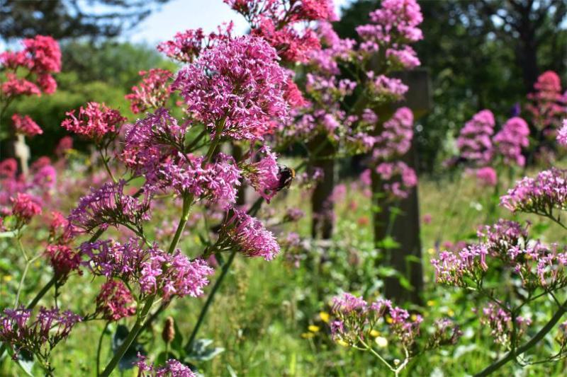 Red Valerian, whether native or cultivated, provides much pollen for bumblebees in Heene Cemetery.