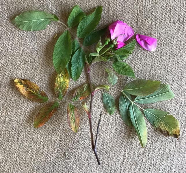 The Dutch Rose is derived from the native British 'Japanese Rose' and an unknown second parent.