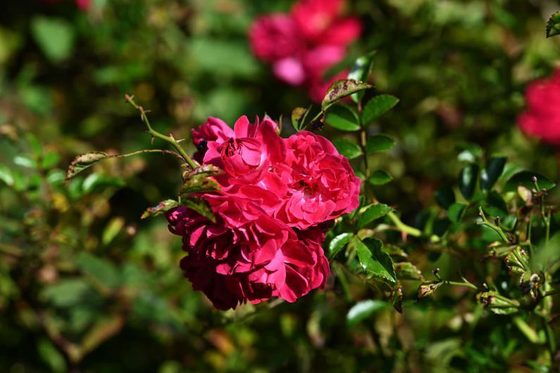 This distinctive cerise-crimson rose is a vigorous rambler with little or no fragrance and lavish, medium-sized double blooms.