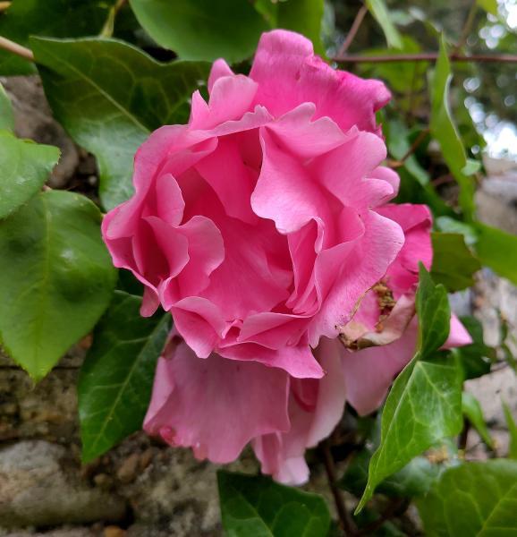 This climbing rose has pink, semi-double flowers. It was first hybridized in 1927.