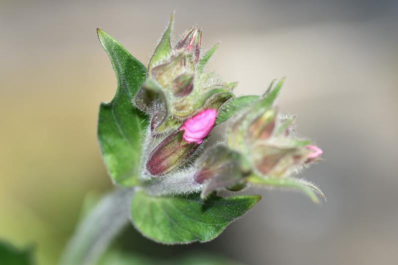 Rose Campion as opposed to the rose-coloured hybrid between the red and white campion, is a native of southern Europe.