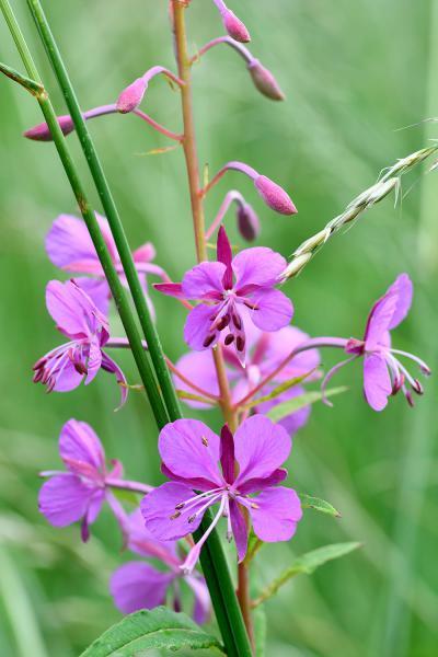 Rosebay Willowherb is a tall patch-forming species as familiar in woods as it is in the cemetery.