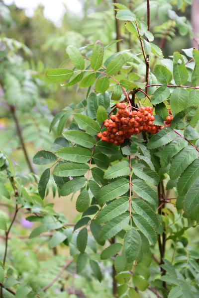 The Rowan is a small, slender deciduous tree that sports feather-shaped leaves, and creamy white flowers and scarlet berries.