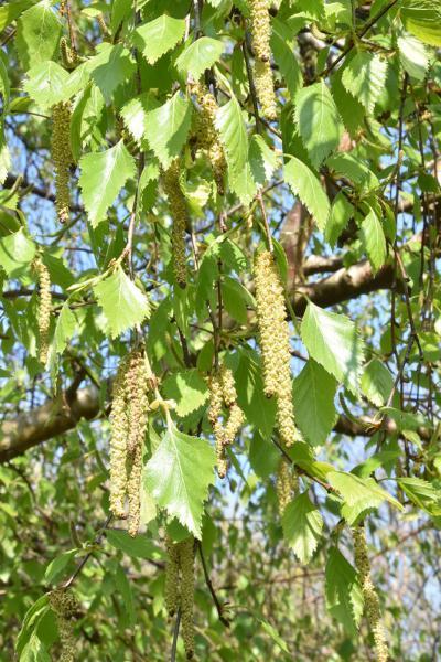 Like the poplars, Silver Birch is unusually fast growing for a hardwood tree. 
