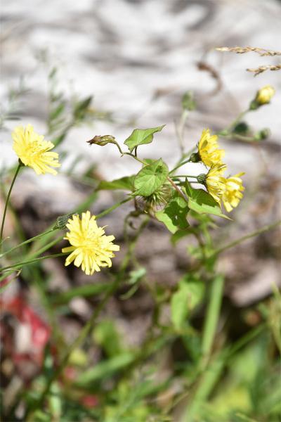 Smooth Hawk's-beard is a native species that flowers in June.