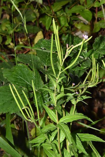 Square-stalked Willowherb has unstalked strap-shaped leaves, and petals with little in the way of notches.