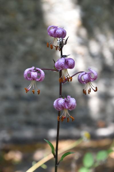 A Turk's cap lily spotted in June 2020.