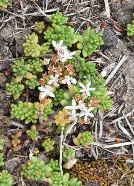 White Stonecrop is a creeping, perennial herb that forms mat-like stands.