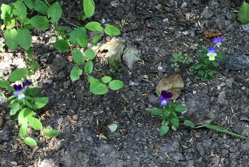 Mauve, lavender, white, and yellow are the colours commonly seen on the highly variable flowers of our Wild Pansy. 