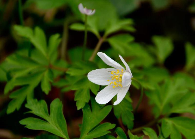 The delicate white flowers of Wood Anemones are solitary, one to a stem, appearing from March to May.