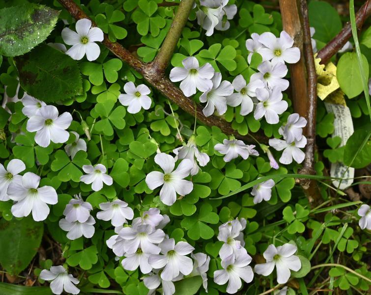 Wood-sorrel has bell-shaped flowers that open fully, with petals that flare outwards, in full sun.