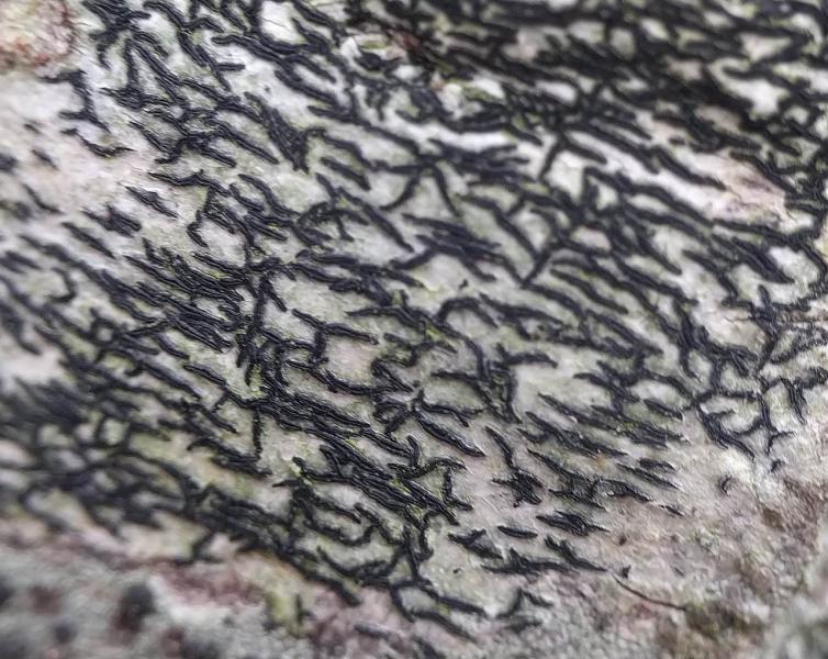 Arthonia atra is a lichen with scattered or sprinkled apothecia.