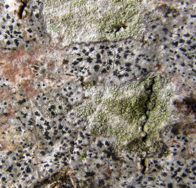 Arthonia radiata is very common on smooth-barked trees and shrubs.