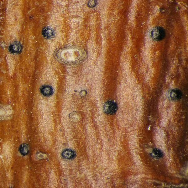 Arthopyrenia analepta has a varnished appearance. It is common on twigs and smooth bark in moderate shade.