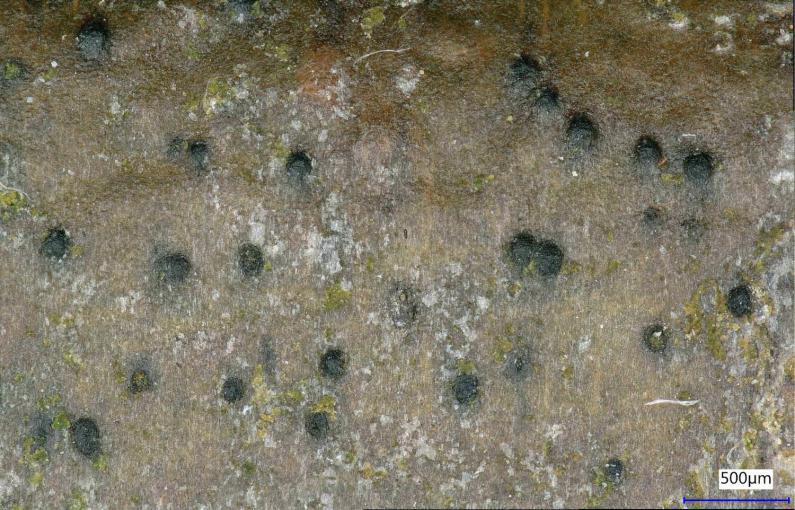 The Arthopyrenia punctiformis is common on smooth bark, especially on twigs and young trees where shade is not deep.