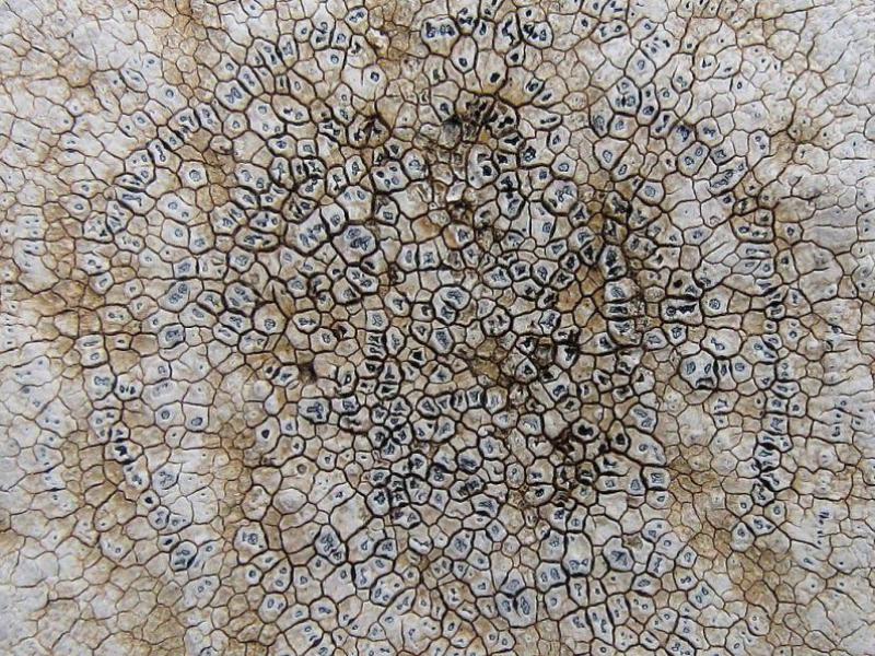 Aspicilia calcarea is common on hard limestone and headstones.