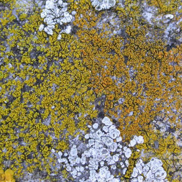 Caloplaca dichroa occurs on sunny limestone rocks. In the cemetery, it was found on a sandstone headstone.