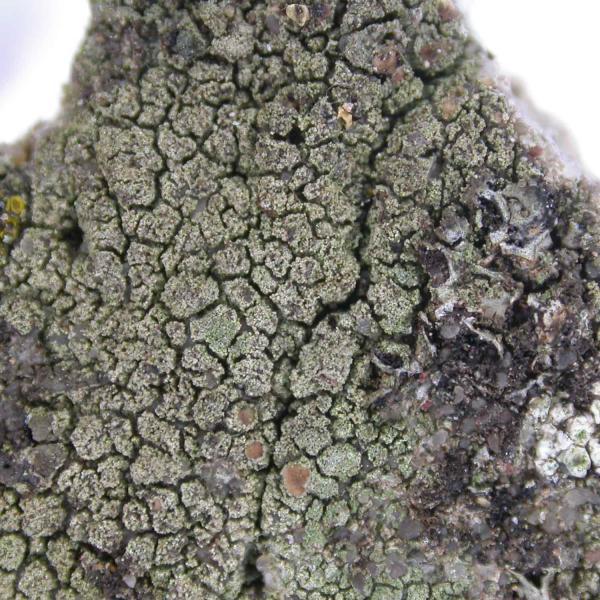 Lecania erysibe s. lat. is a lichen that favours cracks in calcareous rocks and walls.