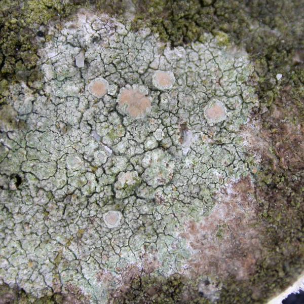 Lecanora confusa is usually found in unpolluted areas near the coast.