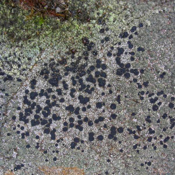 Lecidella scabra is a crustose lichen that favours acid walls and, occasionally, wood and tree trunks.