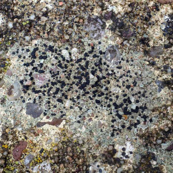 Lecidella stigmatea is a crustose lichen that grows on urban walls and paths.