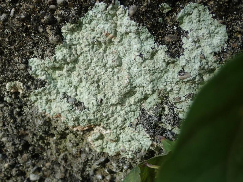 Lepraria finkii is a leprose lichen that is found in sheltered, usually vertical, locations.