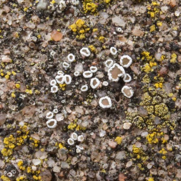 Myriolecis dispersa is a pollution-resistant crustose lichen that is found on a range of substrates.