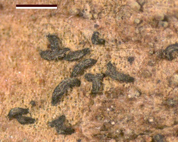 Opegrapha viridipruinosa is a crustose lichen that favours shaded areas on the bark of trees.