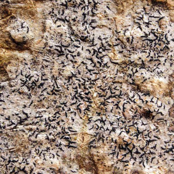 Opegrapha vulgata is a lichen commonly found on smooth-barked trees in shaded area.