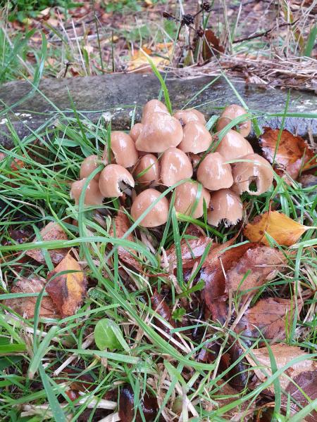 The stems of Clustered Brittlestem share a single foot as a common base.