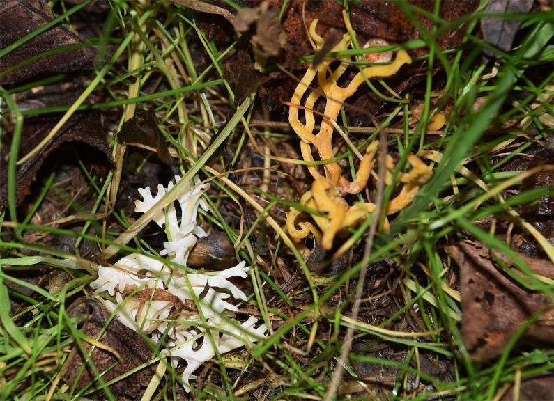 The branched structure of the fruiting body of White Coral resembles marine coral.