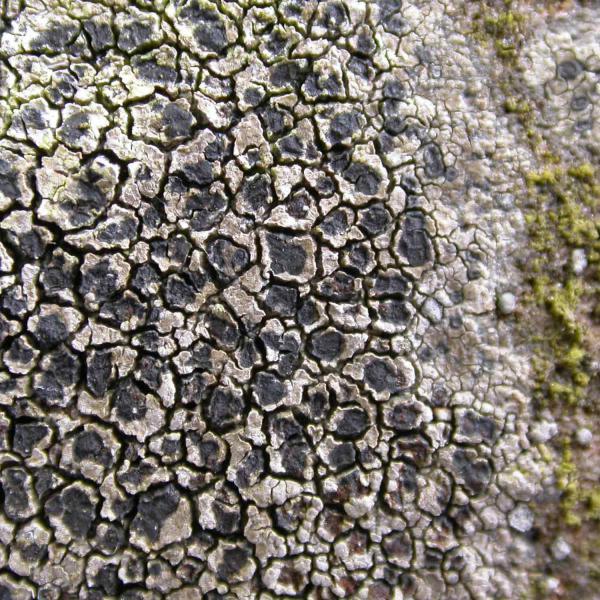 Rhizocarpon reductum is a crustose lichen found on rocks and headstones.