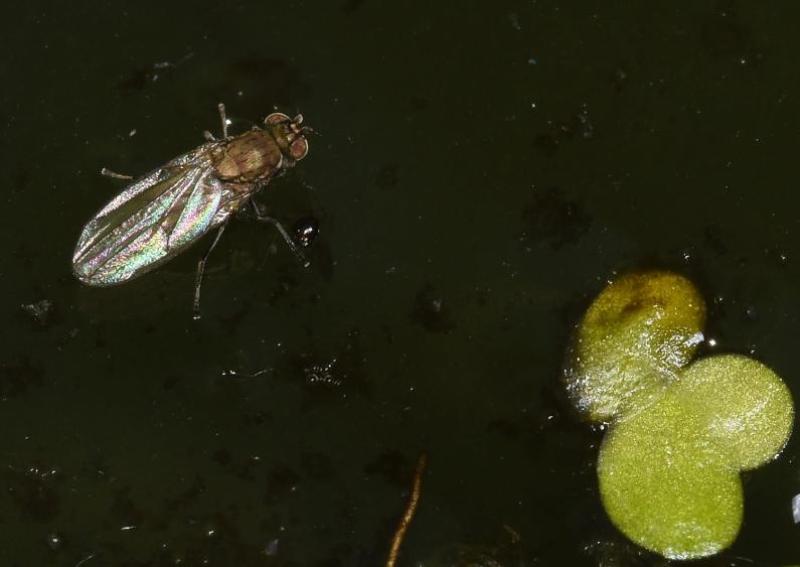 This Shore fly was photographed in the Cemetery's tiny pond in May 2024.