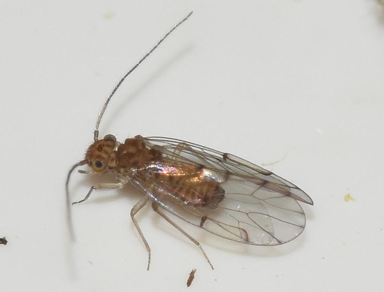 Barkfly, Ectopsocus briggsi, Heene Cemetery, November 2025.