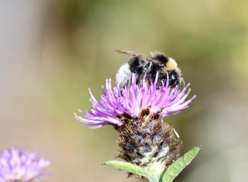 The Vestal Cuckoo Bumblebee takes over the nests of Buff-tailed Bumblebees.
