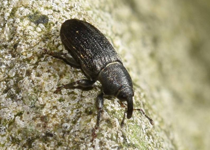 This weevil is native to Europe. Its larvae are wood-boring.