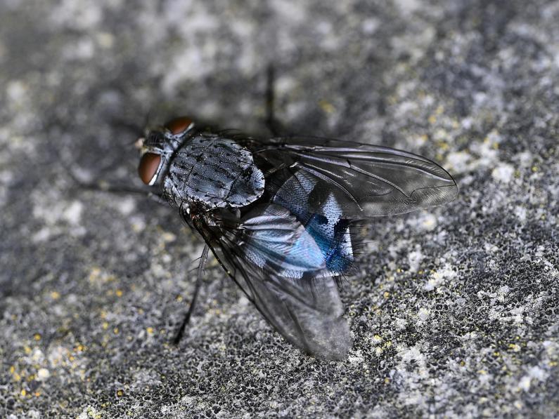 This is the most common Blow-fly in the S.E. of England and can occur in any month if the weather is sufficiently warm.