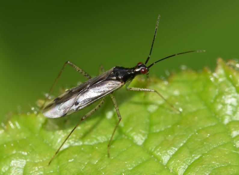 This small (length = 4 to 5 millimetres) predatory capsid bug shows up between June and October.
