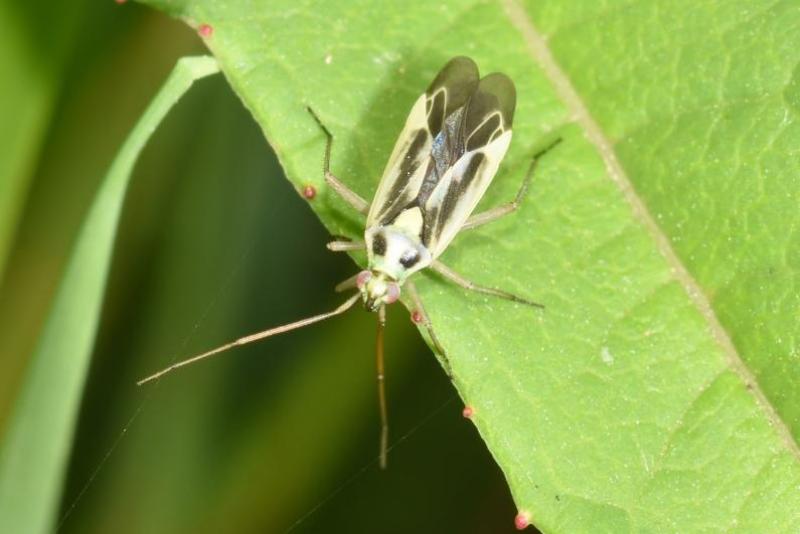This capsid bug is a mere 6 to 7 millimetres long, and feeds on grasses including wheat.