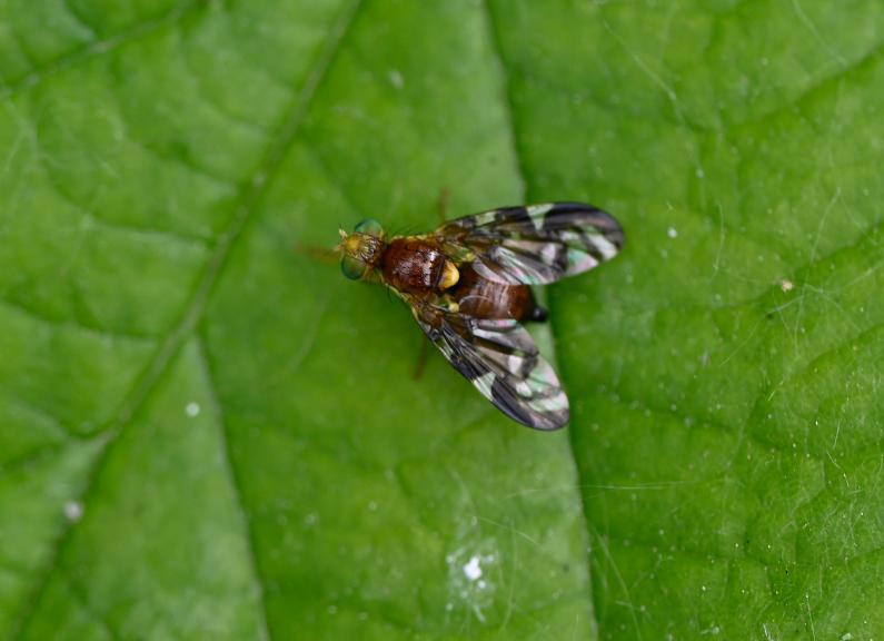 These small flies have interesting black-and-clear wing patterns, brown bodies and green eyes.