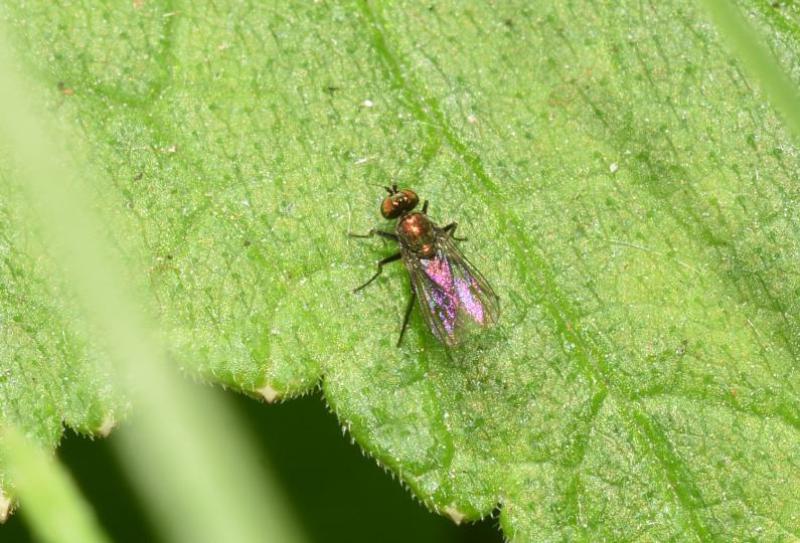 Members of this family of long-legged flies are sun-lovers, mainly found on the low foliage of plants.