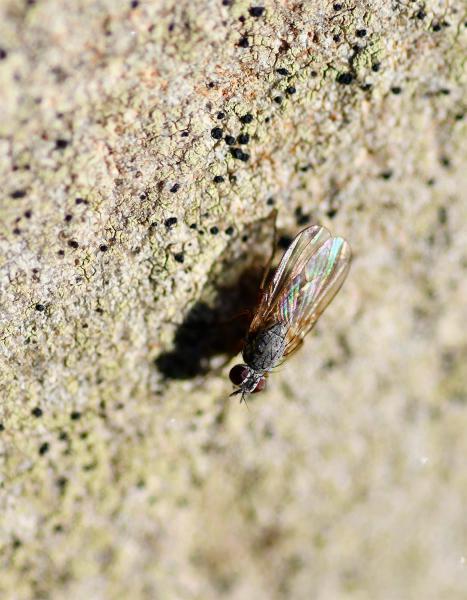 This small housefly has clearly-visible bristles on its thorax and hind tibia.