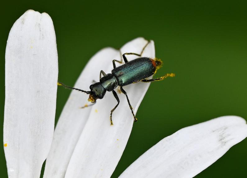 The Common Malachite Beetle appears between April and July/August.