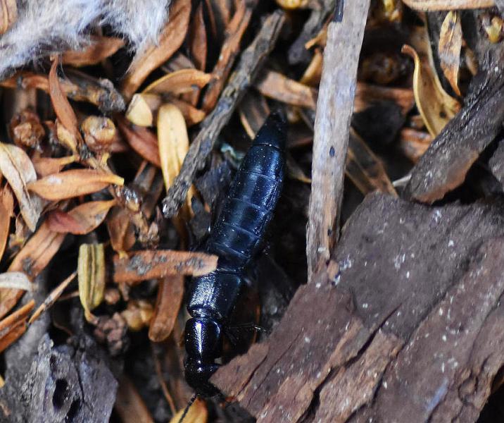 The flattened head, sharp pincer mouthparts, and tapered abdomen all characterise the Devil's Coach Horse beetle.