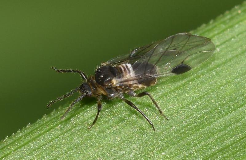 This aphid has intriguing black and white abdominal markings, as well as distinct, dark blotches (stigma) on its wings.
