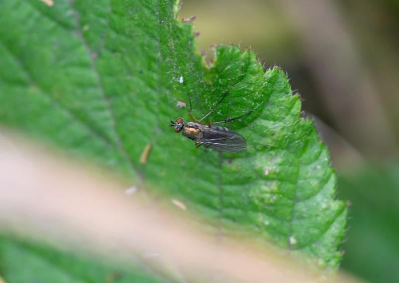 Flies in this long-legged family look similar, although this individual has very pale hairs on the outer rim of its eyes.