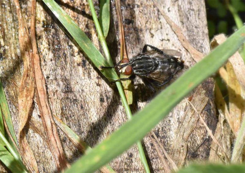 The brick-coloured abdominal patches, large feet, red eyes, and chequered abdomen, are indicative of the Flesh-fly.