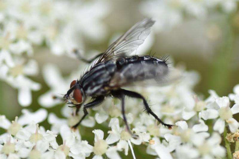 Flesh-flies lay their eggs on carrion, on dung and on matter found decaying anywhere.