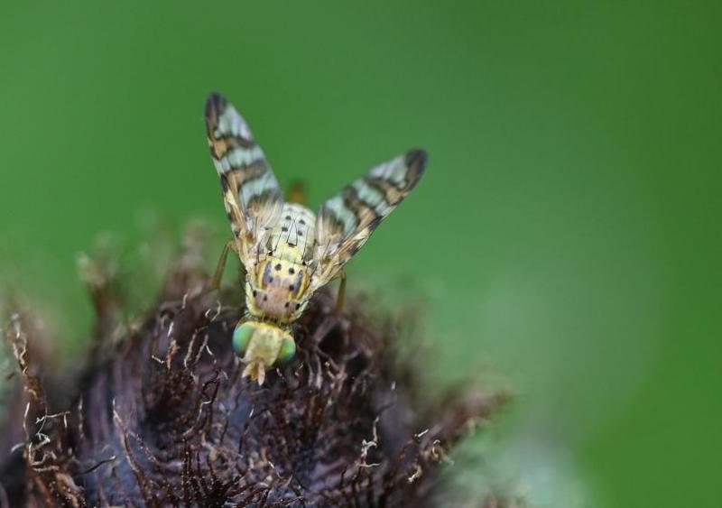 This peacock fly (or fruit fly) is small, at about 4 millimetres long.