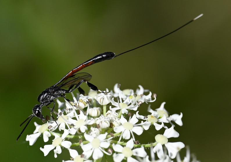 Female Gasteruption jaculator, a parasitic wasp, Heene Cemetery, mid-July 2025.